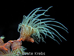 Gorgonian wrapper, leopard anemone, Canon S70 , Macro Lens  by Beate Krebs 